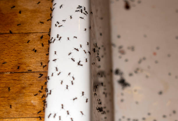 Professional Pest Control in Maize, KS